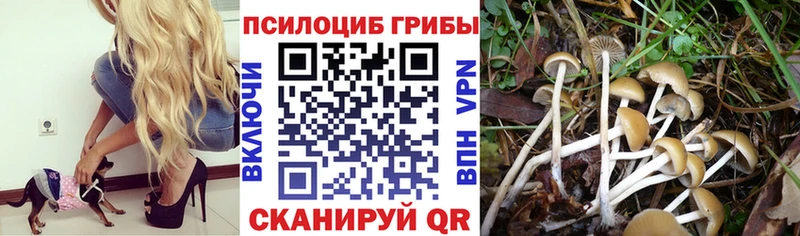 Галлюциногенные грибы мицелий где можно купить наркотик Зерноград